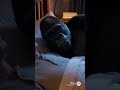 Gorilla Woke Up on the Wrong Bed Aftwr a Wild Party 🦍😂