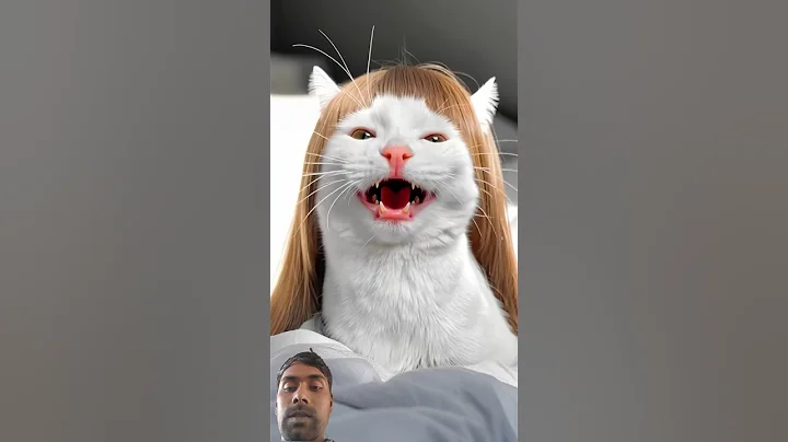 Video 11599161: cut cat funny