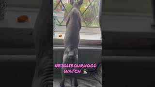 Neighbour Hood Watch #cat #cats #lookout #cat #cats #catvideos #catlover #catsoftiktok