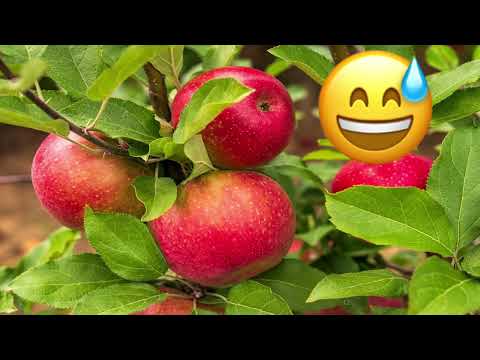 كورس تعلم لاند سكيب     محاضرة رقم ٢