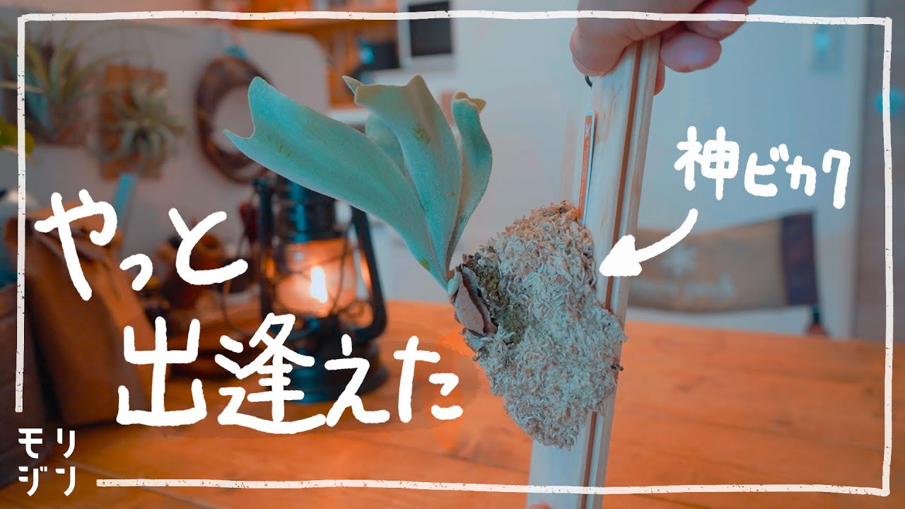 【植物と暮らし】師匠からとんでもないビカクシダが届きました。#206