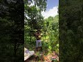 Can I Pick and Catch the Breadfruit at the Same Time? 👀