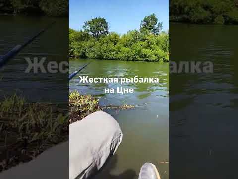 Очень клëво в Тамбове на Цне #рыбалка #рыба