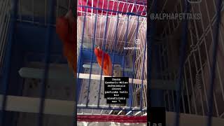 23 Nisan İzmir Çandarlı-Muğla Milas seferi #pettaksi #pettransfer #petnakil #pettaşıma #kanarya