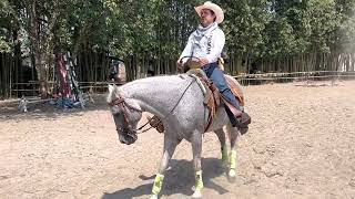 Como enseñar el control de velocidad y parada a caballo.