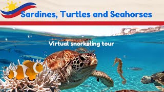 TurtlesSeahorsesSardines! Join us on a virtual snorkeling tour in the Philippines. #moalboal
