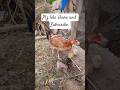 2 chiks cage k Andar ha baqi sab bahir aagaye#lovechiks#youtube #ytshorts #birds #egg#2025