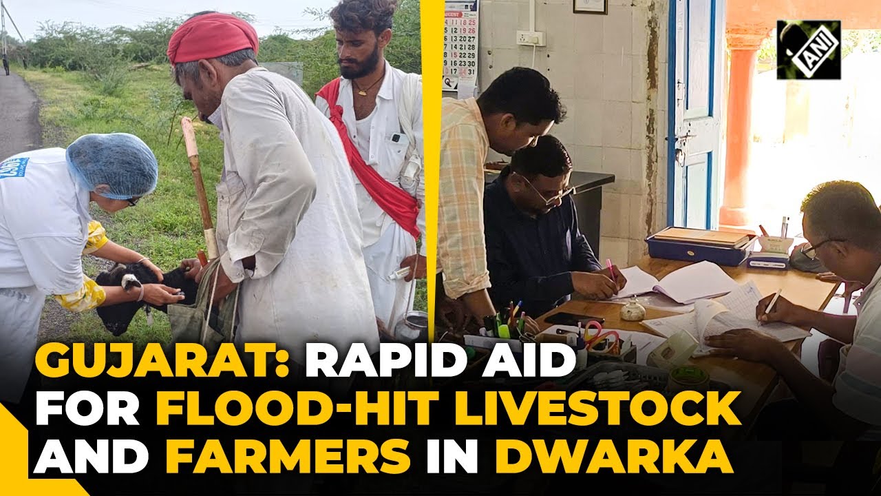 Gujarat: Swift action to aid flood-hit livestock and farmers in Devbhumi Dwarka