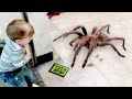 TRY NOT TO LAUGH - Best Funny Fails Video Compilation 2020 - Dogs and Kids