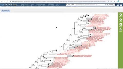 Building codon trees