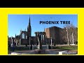 Phoenix tree  coventry