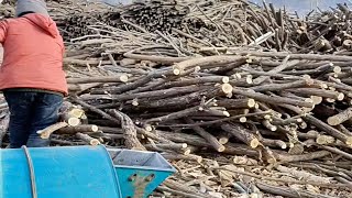 Mass wood processing technology. Powerful wood chipper operating at the factory.