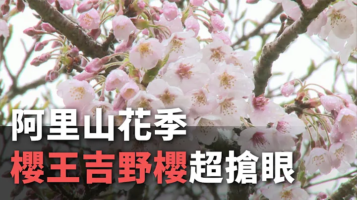 阿里山花季 櫻王吉野櫻超搶眼【央廣新聞】 - 天天要聞