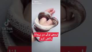 Shakl Dy Sohry Hondy Hean