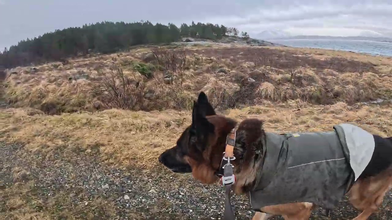 German shepherd on walk. Eros på tur.10.03.2026. Another one of you tubes most boring video.