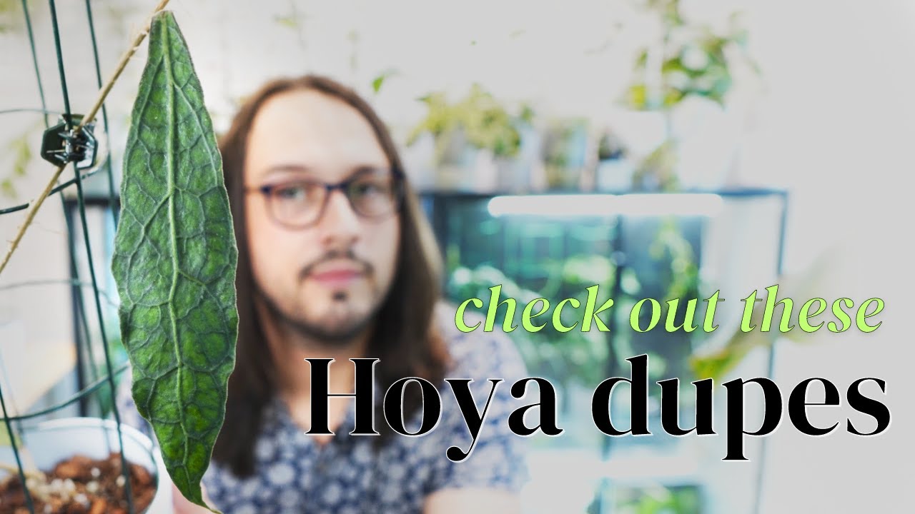 Save money and get these Hoya dupes!