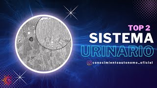 Sistema Urinario (Sesión 2) | HISTOLOGÍA Sistema Urinario (Sesión 2) | HISTOLOGÍA