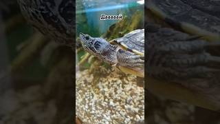 #черепаха #прохання #акваріум #земноводні #амфібія #відео #turtle #request #Aquarium #Amphibian #tea