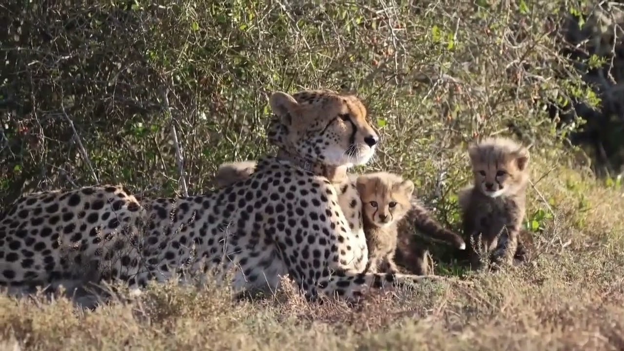 What a beautiful moments in the wild!