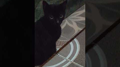 konon katanya kucing hitam adalah jelmaan jin