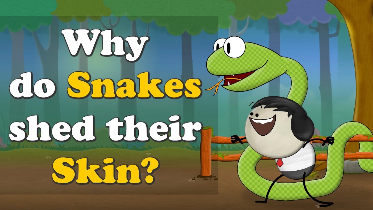 Why do Snakes shed their Skin? | #aumsum - YouTube