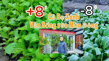 Không Biết.Sau Hai Ngày Trừ 8 Độ Thì Cây Chanh,Quýt và Cải Bẹ Xanh Sẽ Ra Sao?