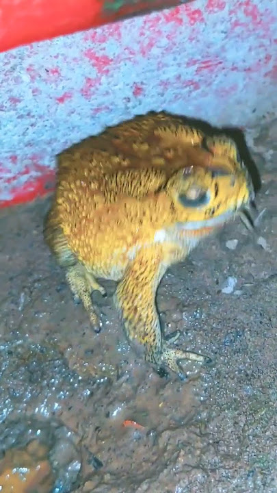 The sounds of our CHILDHOOD #frogs #toad #wildlife