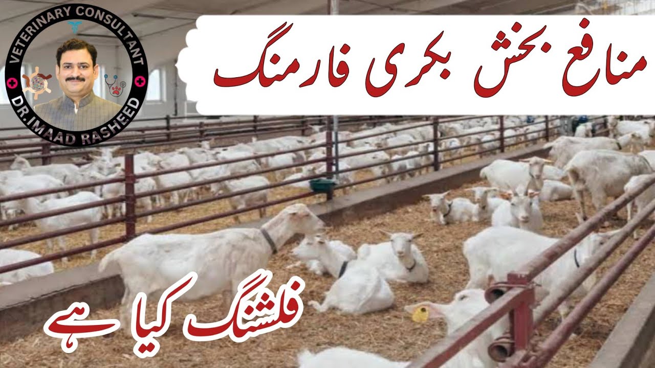 Profitable goat farming tips | Flushing in sheep and goats | Twinning in goats and sheep I Goat Feed
