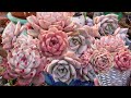 Beautiful pink succulents from vlog 139  growing succulents with lizk