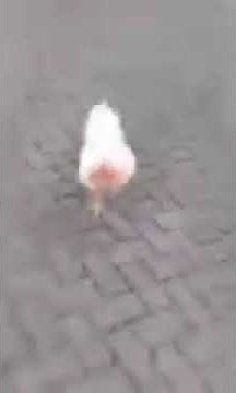 weeh eh COK COK opo WHEY COK opo COOOOK  COOOOOK AAAAAAA COOOOOOK AAAAAAAA AAAAAAA COOOOOOOOOK