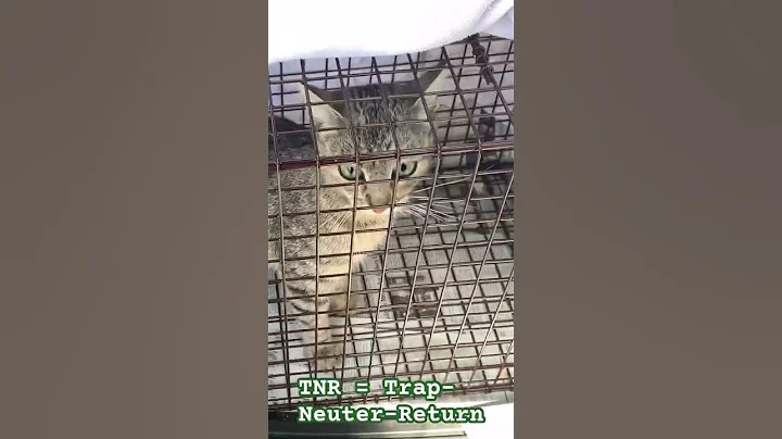 Sweet kitty being TNR’d—Trap-Neuter-Return