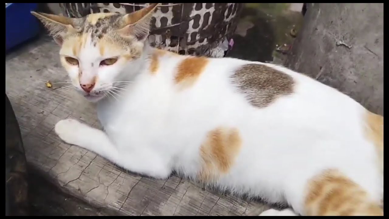 ПРЕКРАСНЫЕ ЧИСТЫЕ // УЛИЧНЫЕ КОШКИ ПРОТИВ ДОМАШНИХ КОШЕК
