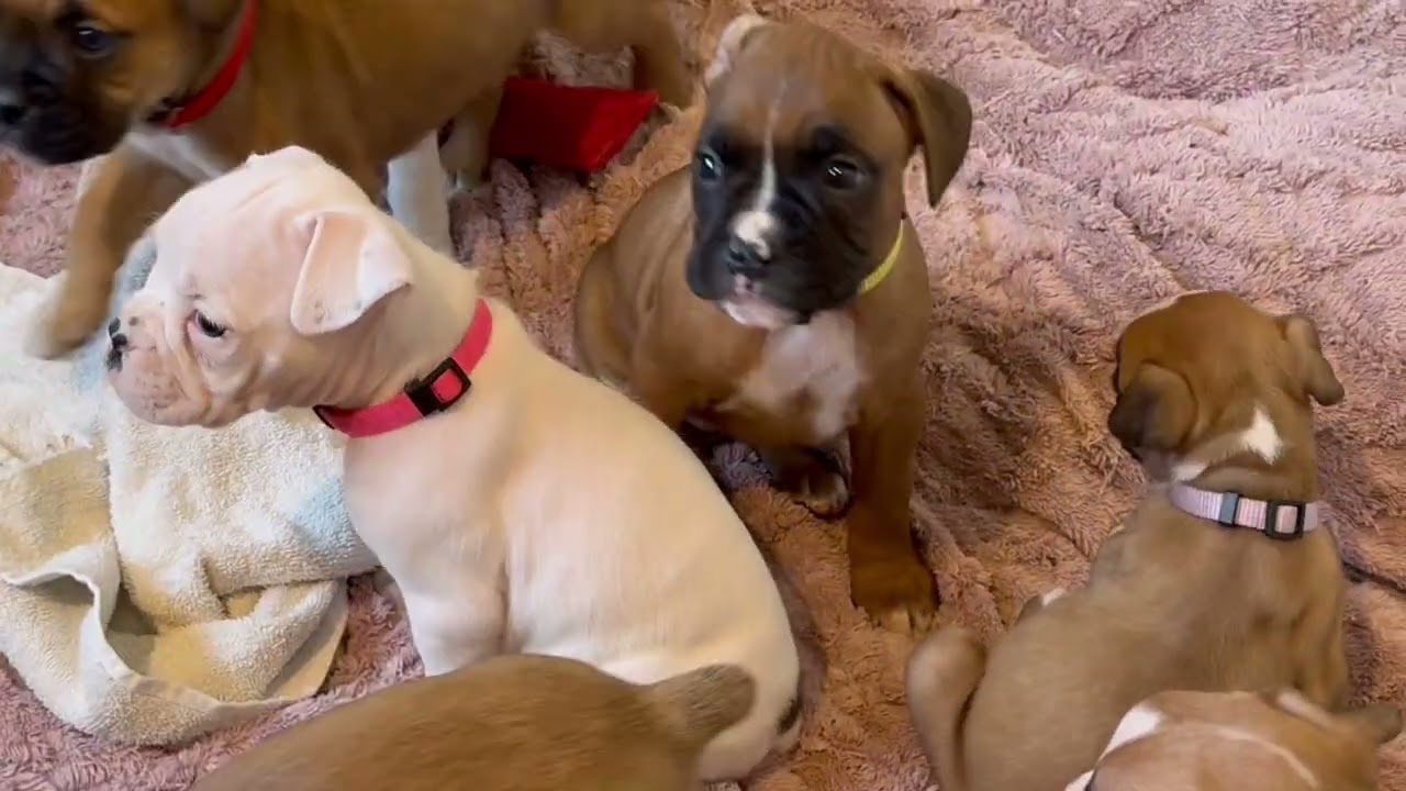 Happy Sunday! BnT Boxers of Oregon 