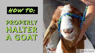How to Properly Halter a Goat | For Beginners & 4H Youth | Raising Boer Goats