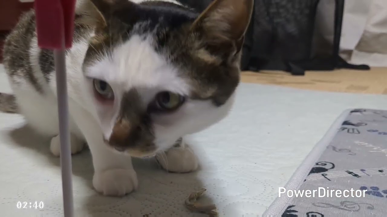 ニャアの夕食タイムトライアル(20260104)