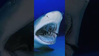 Shark cleaning teeth | shark tank 🦈 #shark #teeth  #cleaning #tank #aquarium #youtubeshorts #shorts