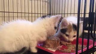 Trying To Get Tiny Kittens To Eat