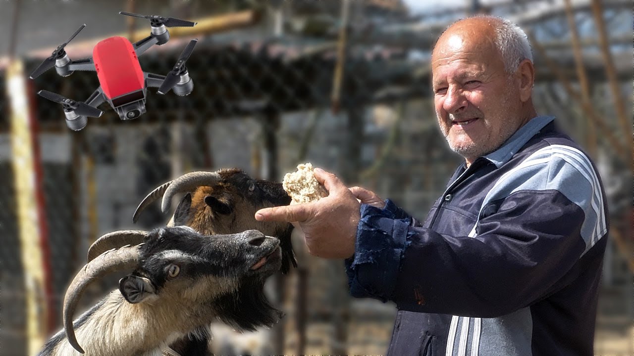 Kako smo dronom vraćali Franine koze