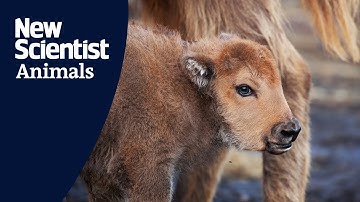 Meet the first baby bison born at UK rewilding project