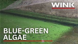 UF Researchers develop first of its kind blue green algae forecast model