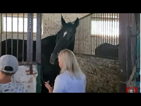 Lviv HORSE FIRE PUREBLOOD GERMAN WINNER OF MANY COMPETITIONS Equestrian Club Burevisnyk Lviv