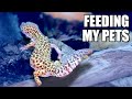 Feeding My Pets! Snakes, Lizards, and Tarantulas