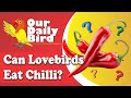 Lovebird Chilli Treat