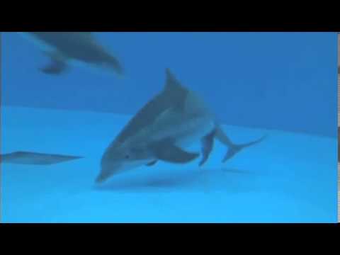 Video Khoảnh khắc hiếm gặp khi cá heo sinh con - youtube