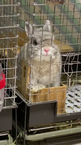 意思表示するうさぎがかわいすぎる
