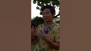 Thumbnail of Jim Brickman & Jake Shimabukuro chat on a Hawaiian Hilltop Part 2