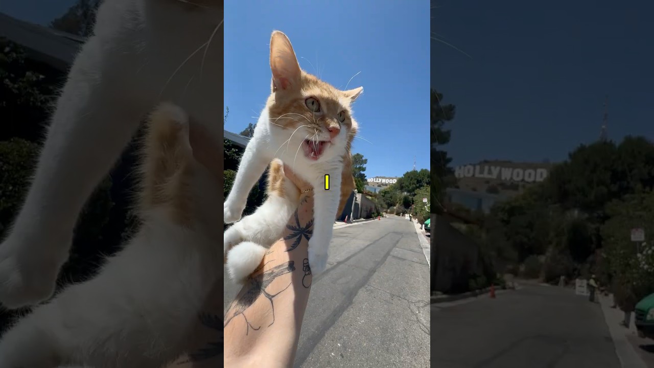 Отвожу кота к знаку Голливуда...