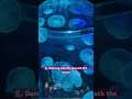 🪼 Mesmerizing Jellyfish at Two Oceans Aquarium! ✨#jellyfish  #twooceansaquarium #capetown #shorts