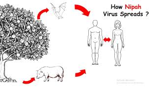 Nipah virus in Kerala | Nipah virus explained in hindi | What is a Nipah virus