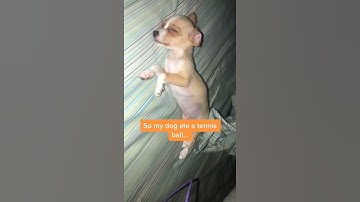 Thumbnail of Omw to the vet   #tiktok  #fyp